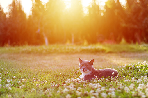 Cat sitting on the grass. Sunset.