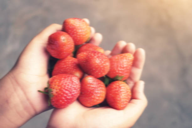 Blur pictureHolding fresh strawberry in hands, Fresh strawberries selected from strawberry plantations
