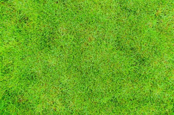 istock Green grass, Background, Lawn, Backyard, Texture, Parks/Outdoor, Nature 1159601471