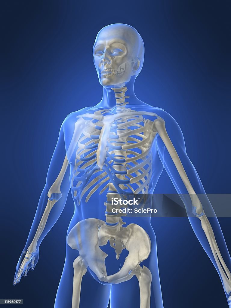 3 d skeleton - Foto de stock de Anatomia royalty-free