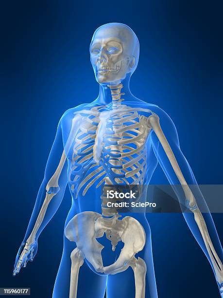 Foto de 3 D Skeleton e mais fotos de stock de Anatomia - Anatomia, Articulação Humana - Termo anatômico, Articulação humana