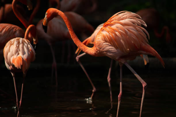 istock American flamingo 1159602611
