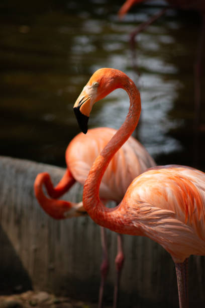 istock American flamingo 1159602627