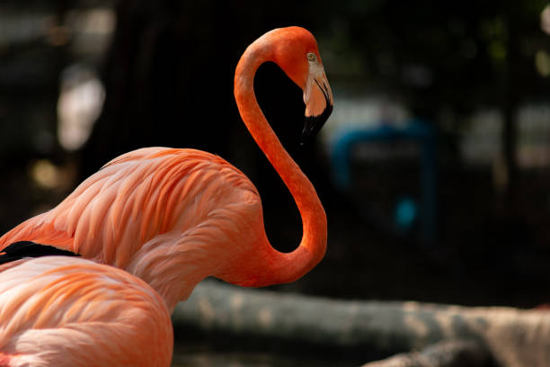 American flamingo behavior while resting during the day