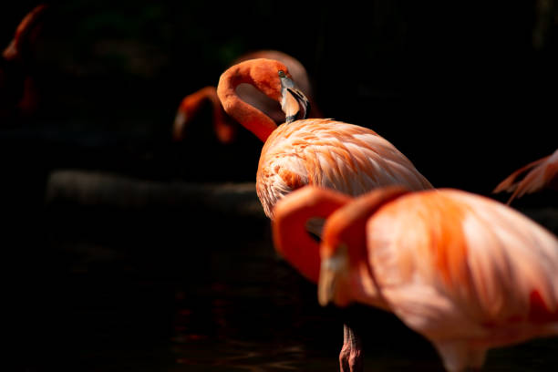 istock American flamingo 1159602879