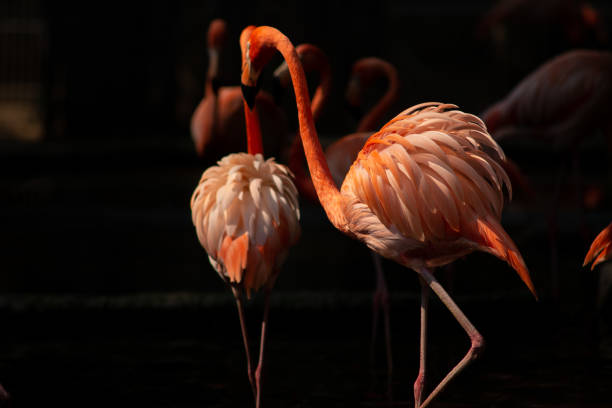 istock American flamingo 1159603058