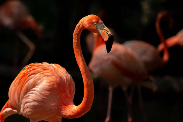 istock American flamingo 1159603190