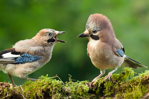 Jay bird parent with young chick wanting food, close up on a moss covered log in a woodland scene.