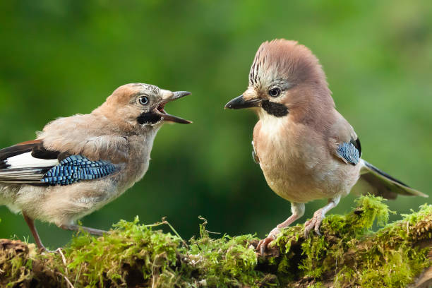 Young jay bird with parent close up Jay bird parent with young chick wanting food, close up on a moss covered log in a woodland scene. eurasian jay photos stock pictures, royalty-free photos & images