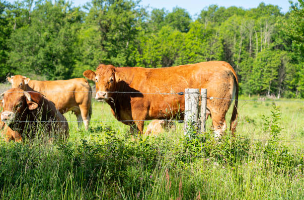 limousin cows of limoges - barbed wire rural scene wooden post fence imagens e fotografias de stock