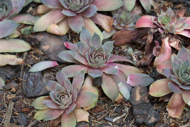 istock Sempervivum, liveforever in garden 1159605723