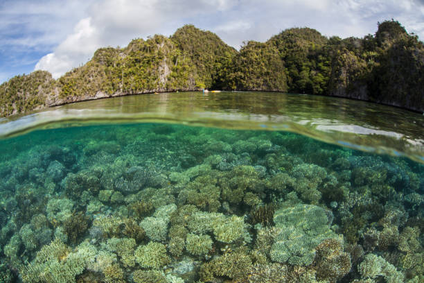 istock Healthy, Shallow Coral Reef in Indonesia 1159605887