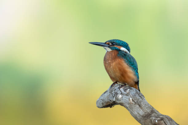istock Common kingfisher (Alcedo atthis) in the nature habitat. 1159605987