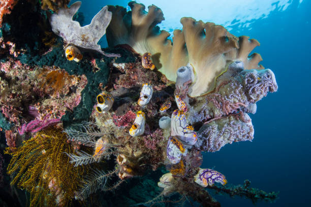 istock Colorful Marine Invertebrates 1159606115