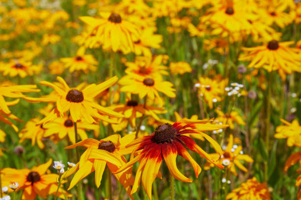 istock Rudbeckia flowers 1159606230
