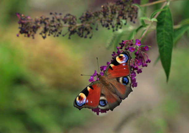 istock colorful butterfly in summer garden 1159607651