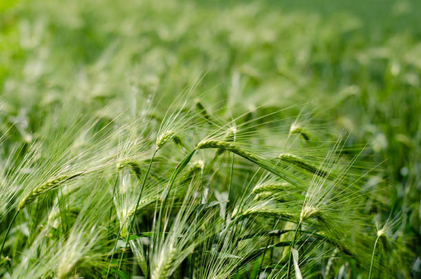 istock Green and young spice  of  wheat during spring . 1159608004