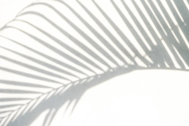 istock abstract background texture of shadows palm leaves on a concrete wall 1159608143