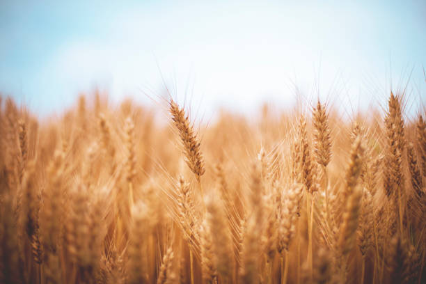 istock Golden wheat field and sunny day 1159608536