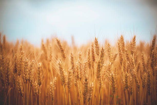 istock Golden wheat field and sunny day 1159608537