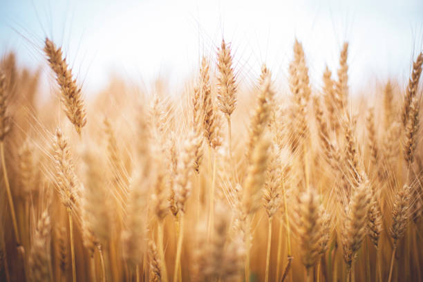 istock Golden wheat field and sunny day 1159608544