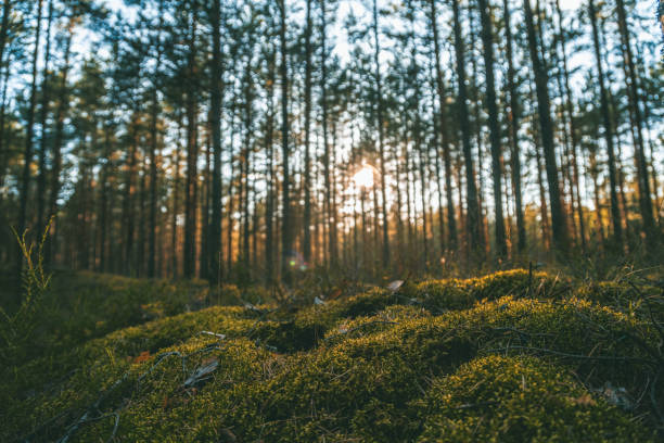 piękny krajobraz, zachód słońca w gęstym lesie sosnowym, piękno północnej przyrody - tail fin zdjęcia i obrazy z banku zdjęć