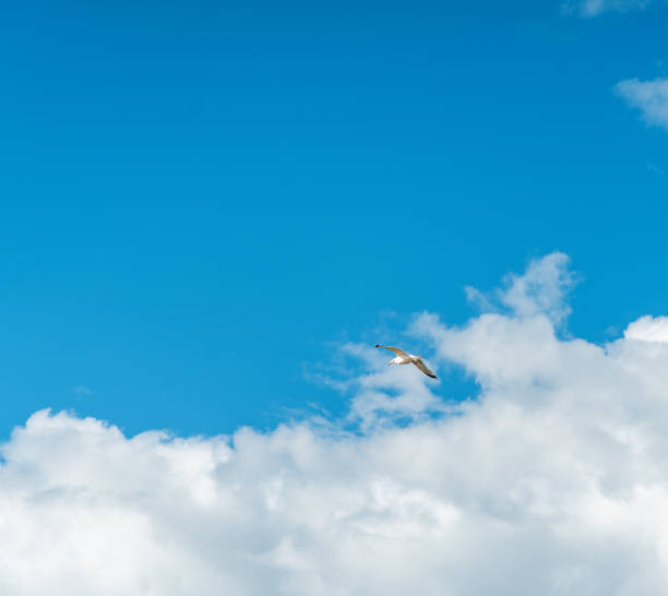 istock Beautiful white seagull flying against the blue sky and white clouds, freedom and flight concept 1159612155