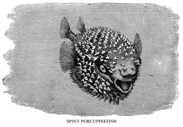 ilustrações de stock, clip art, desenhos animados e ícones de spiny porcupinefish - porcupinefish