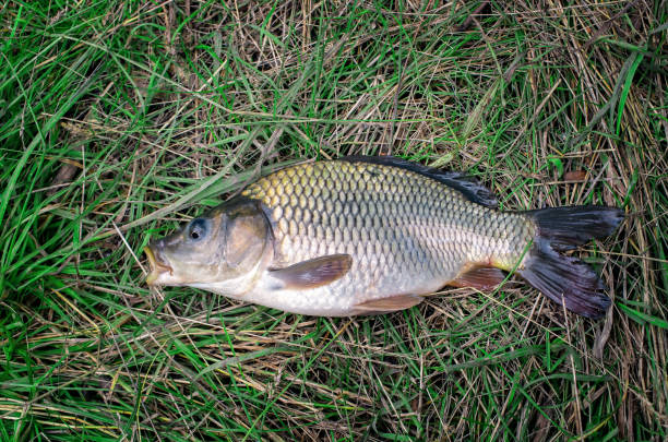 istock large carp fish caught in a lake 1159614270