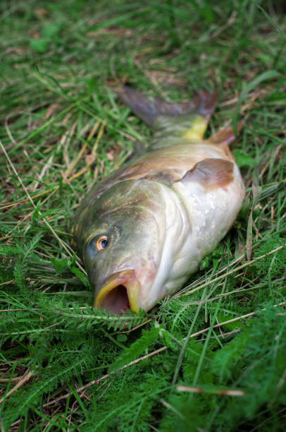 istock carp fish head caught in the lake 1159614342
