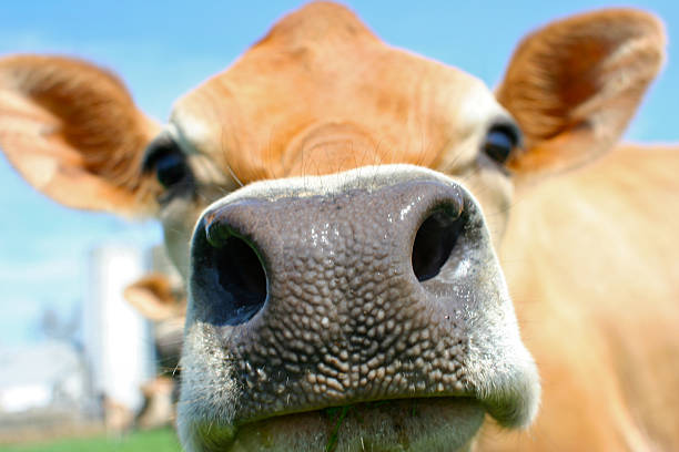 istock Jersey Cow sniffing at a camera in the sun 115961488