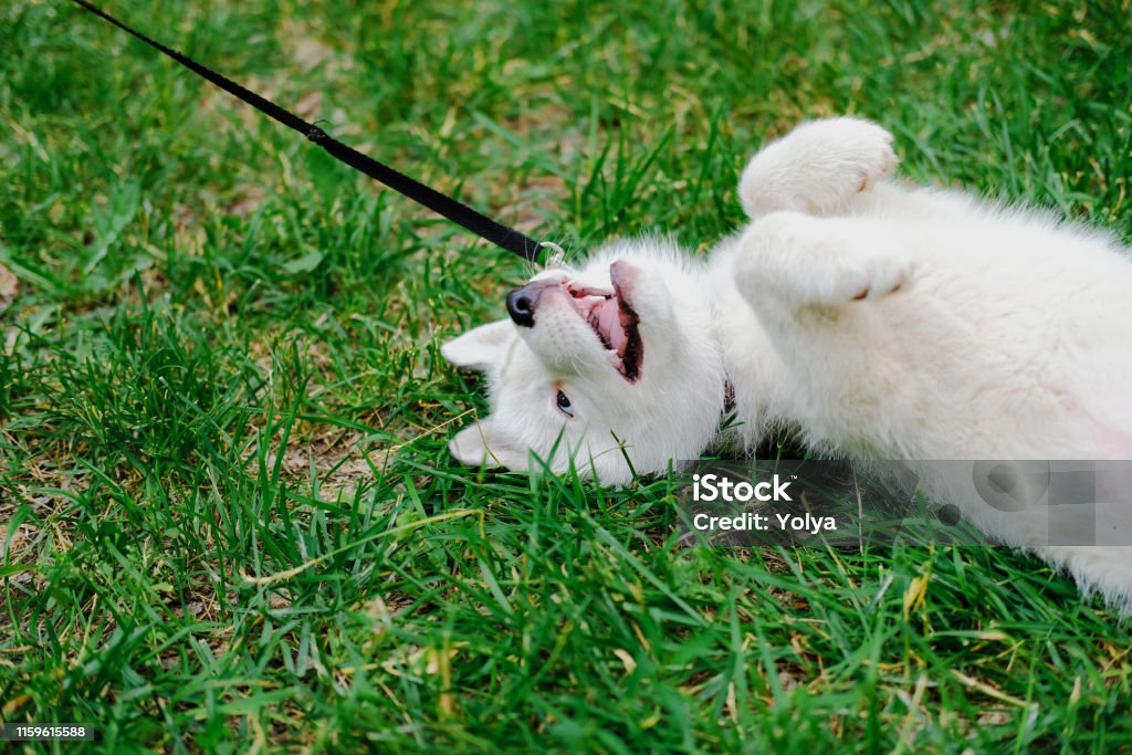 Little white puppy Husky 2 months old is lying tired with paws up on the grass in park. Summer dog walking. Little white puppy Husky 2 months old is lying tired with paws up on the grass in park. Summer dog walking Animal Stock Photo