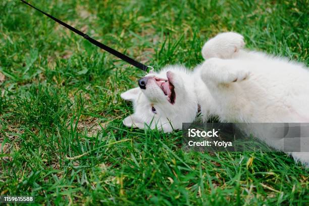 Little White Puppy Husky 2 Months Old Is Lying Tired With Paws Up On The Grass In Park Summer Dog Walking Stock Photo - Download Image Now