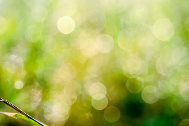 istock blur grass and dew drop fall on green leaves 1159615631