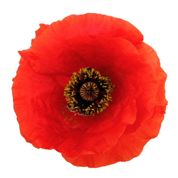 istock Poppy flower isolated on a white background 1159616783