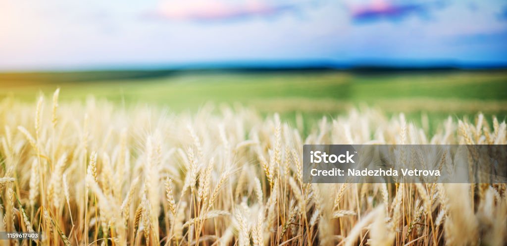 Wheat Field Ears Golden Wheat Close Wallpaper Stock Photo - Download Image  Now - Agricultural Field, Agriculture, Autumn - iStock