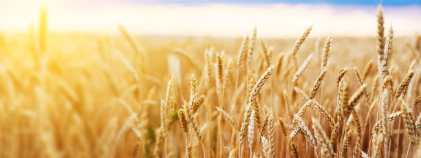 orejas de campo de trigo golden wheat close. papel pintado. - grano planta fotos fotografías e imágenes de stock