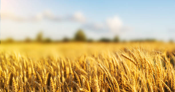 istock Wheat Field Ears Golden Wheat Close. Wallpaper. 1159618087