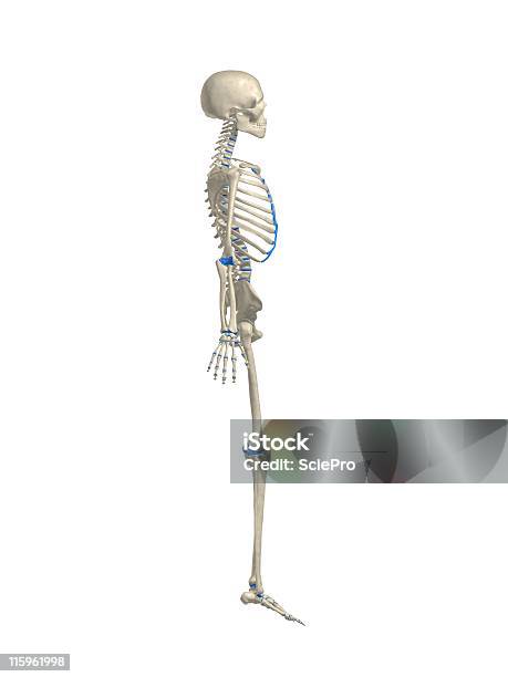 Esqueleto Humano - Fotografias de stock e mais imagens de Anatomia - Anatomia, Articulação - Parte do corpo, Articulação humana