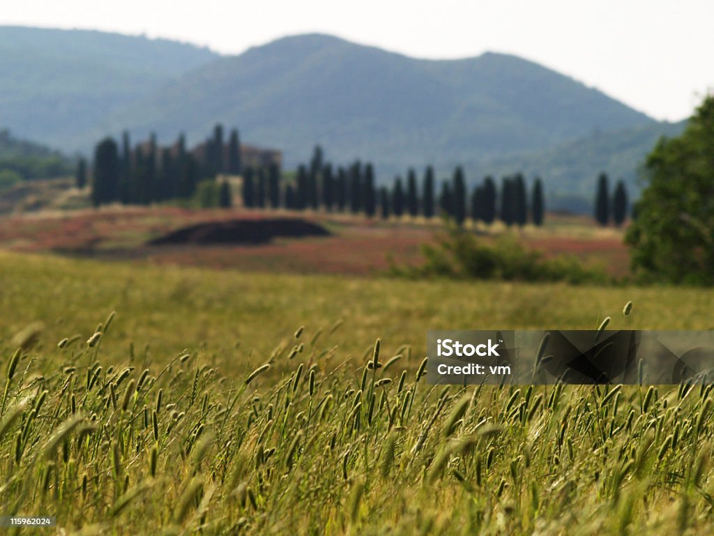 Toscana - Foto de stock de Agricultura libre de derechos