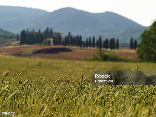 Toscana Foto de stock y más banco de imágenes de Agricultura - Agricultura, Aire libre, Ajardinado