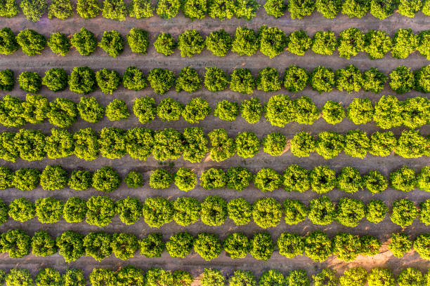 istock top view of a fruit trees growing field 1159620312