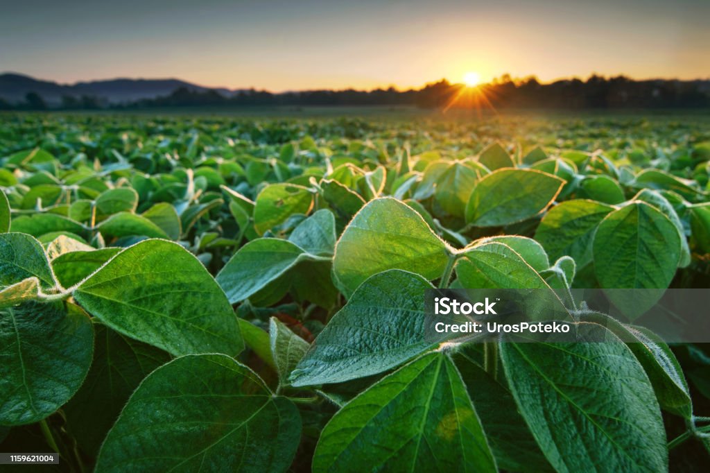 Soy field lit by early morning sun Soy field lit by early morning sun. Soy agriculture Soybean Stock Photo