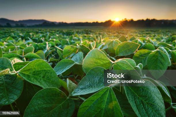 Soy Field Lit By Early Morning Sun Stock Photo - Download Image Now - Soybean, Agricultural Field, Farm