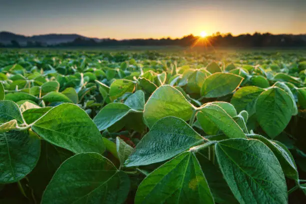 Soy field lit by early morning sun. Soy agriculture