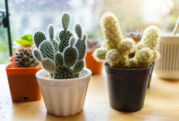 istock Succulents and Cactus in different clay pots on the white shelf. 1159621867
