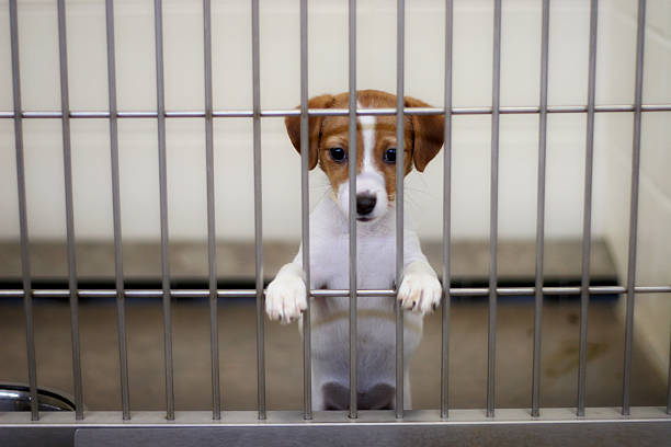 Dog Pound Puppy dog eagerly awaits adoption from the animal shelter  stray animal photos stock pictures, royalty-free photos & images