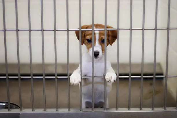 dog eagerly awaits adoption from the animal shelter 