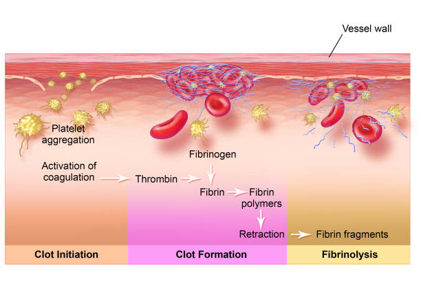220 Fibrinogen Stock Photos, Pictures & Royalty-Free Images - iStock | Platelet, Blood clot, Blood 220 Fibrinogen Stock Photos, Pictures & Royalty-Free Images - iStock | Platelet, Blood clot, Blood