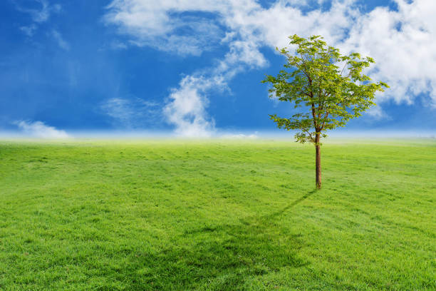 istock Landscape of grass and blue sky 1159622930
